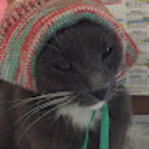 Meet your Posher, Lily